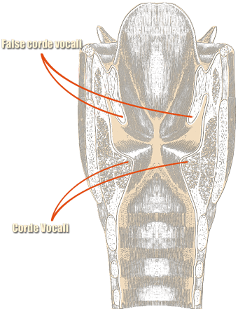Laringe con corde vocali vere e false